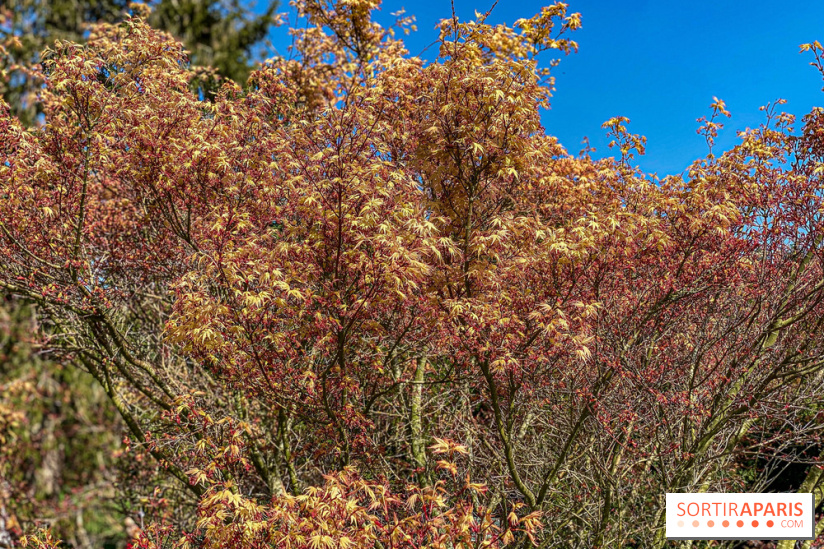 Les cerisiers et arbres en fleurs de l’Arboretum de Chevreloup