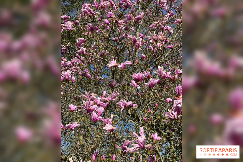 Les cerisiers et arbres en fleurs de l’Arboretum de Chevreloup