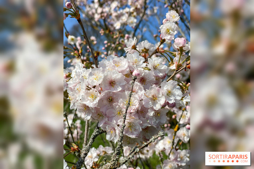 Les cerisiers et arbres en fleurs de l’Arboretum de Chevreloup