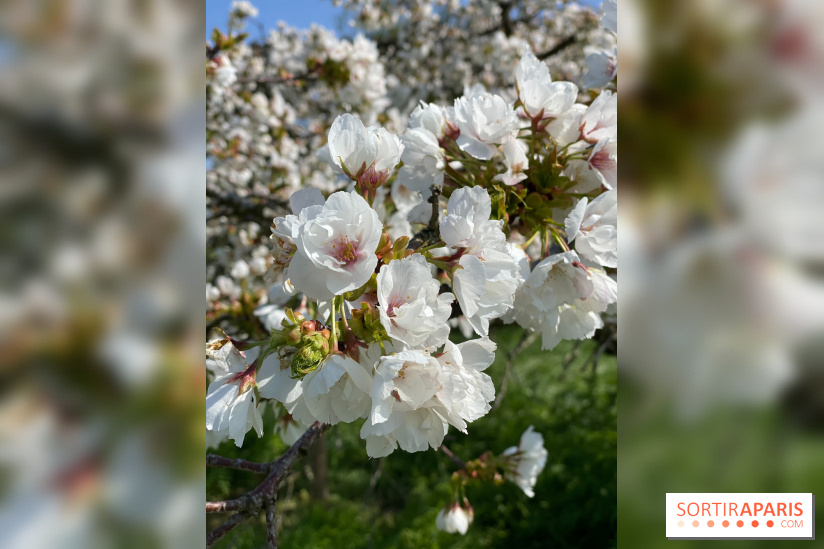 Les cerisiers et arbres en fleurs de l’Arboretum de Chevreloup
