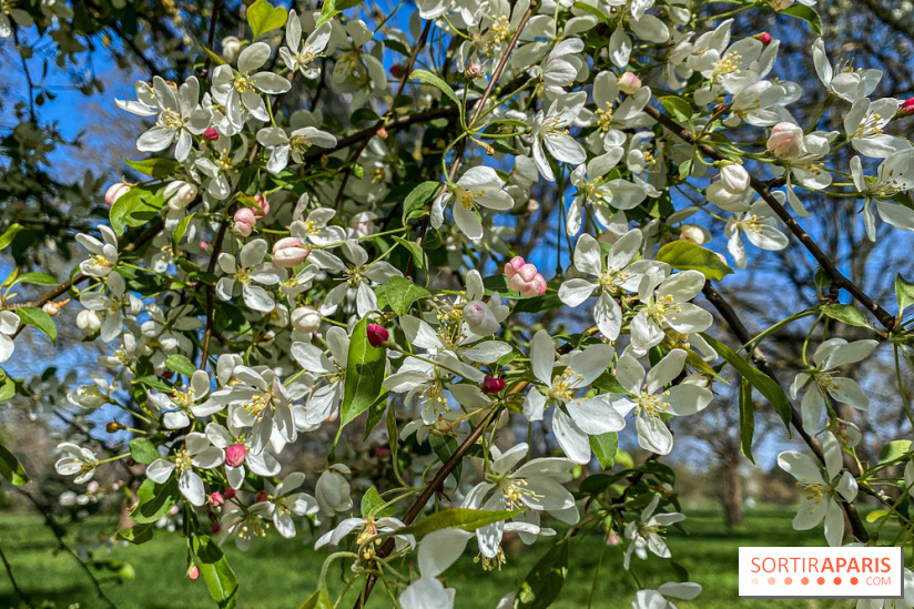 Les cerisiers et arbres en fleurs de l’Arboretum de Chevreloup