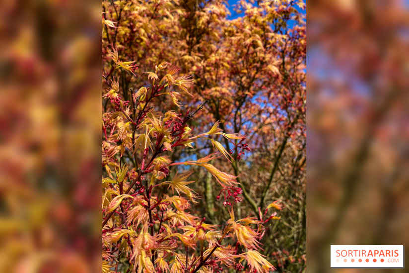 Les cerisiers et arbres en fleurs de l’Arboretum de Chevreloup