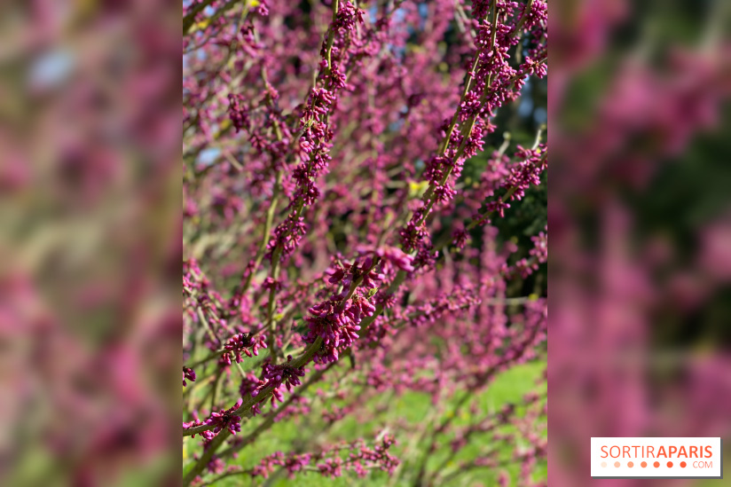 Les cerisiers et arbres en fleurs de l’Arboretum de Chevreloup