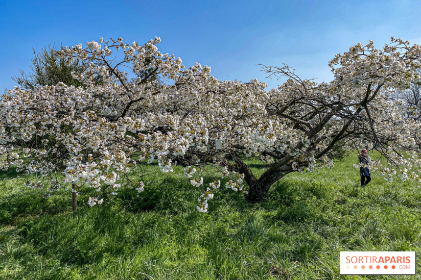 Les cerisiers et arbres en fleurs de l’Arboretum de Chevreloup