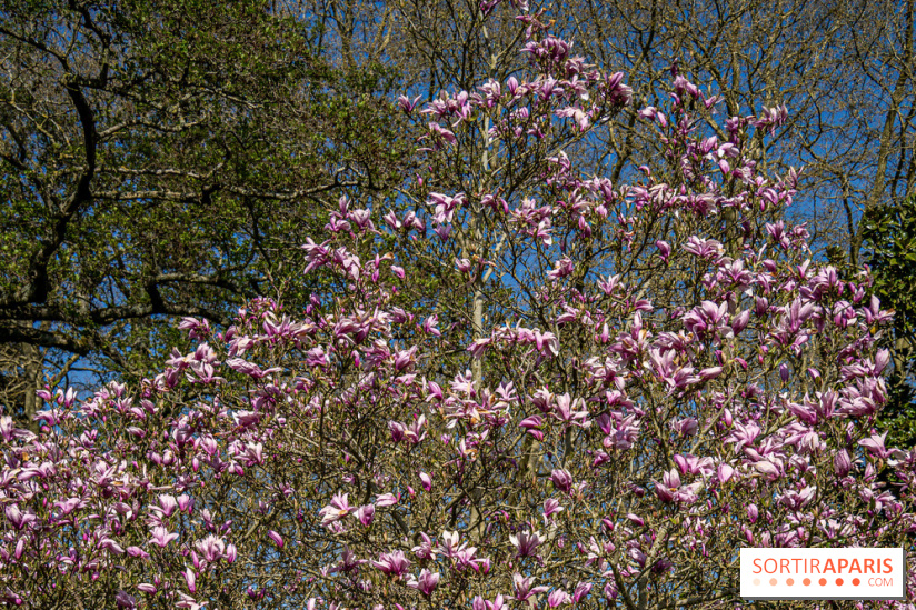 Les cerisiers et arbres en fleurs de l’Arboretum de Chevreloup
