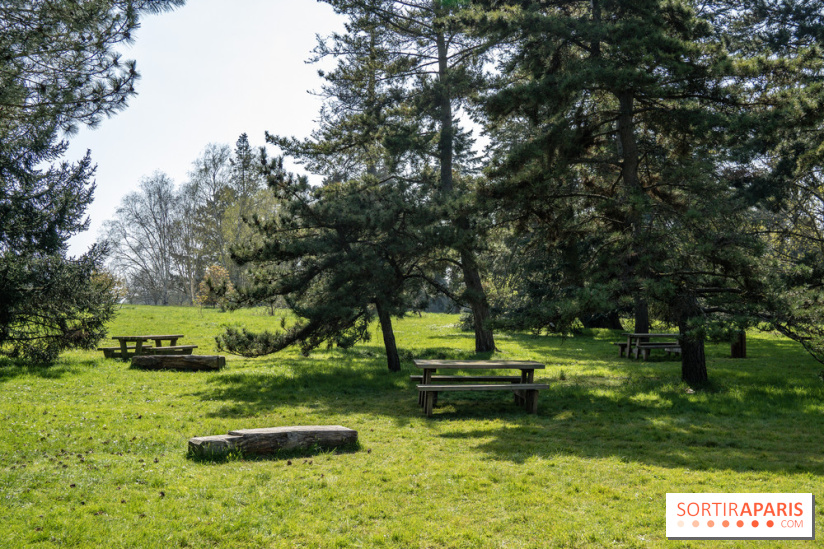 Les cerisiers et arbres en fleurs de l’Arboretum de Chevreloup