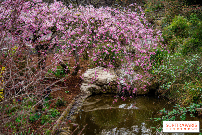 Cerisiers en fleurs à paris et aux alentours - Parc Montsouris