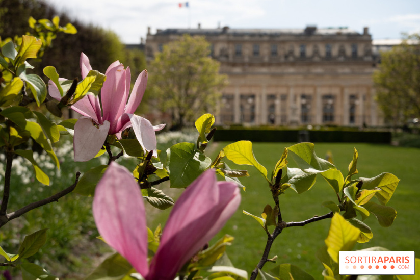 Cerisiers en fleurs à paris et aux alentours - Palais Royal