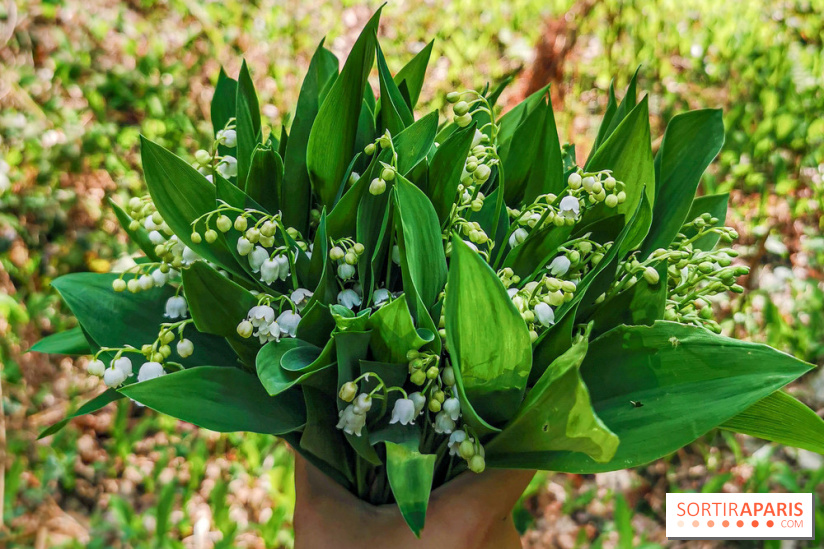 Muguet