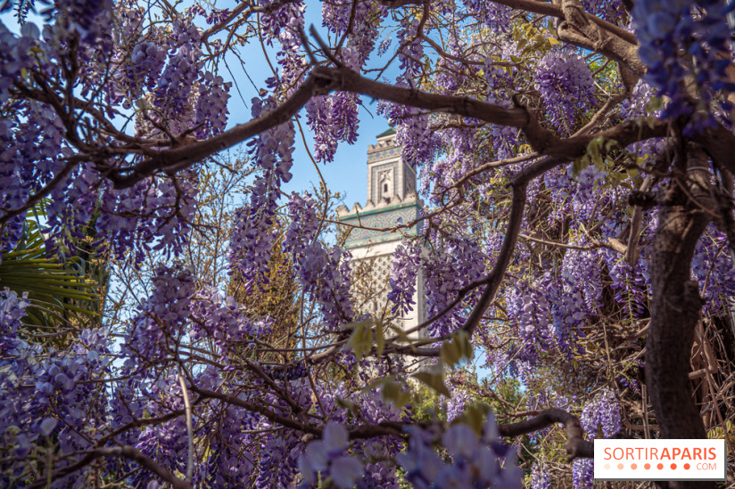 La Mosquée de Paris et son jardin en fleurs
