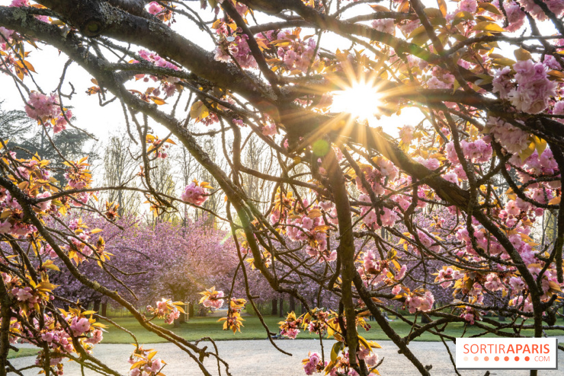 Le Parc de Sceaux et ses cerisiers en fleurs
