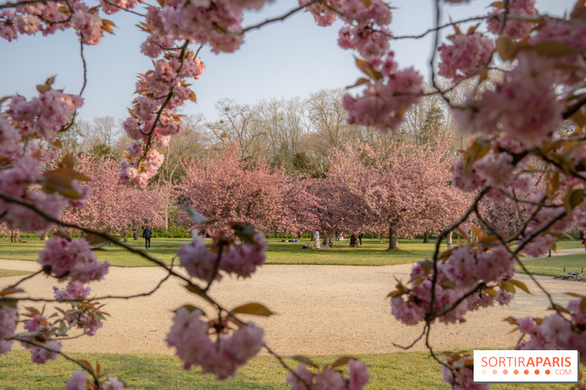 Le Parc de Sceaux et ses cerisiers en fleurs