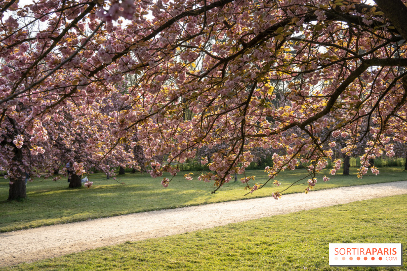 Le Parc de Sceaux et ses cerisiers en fleurs