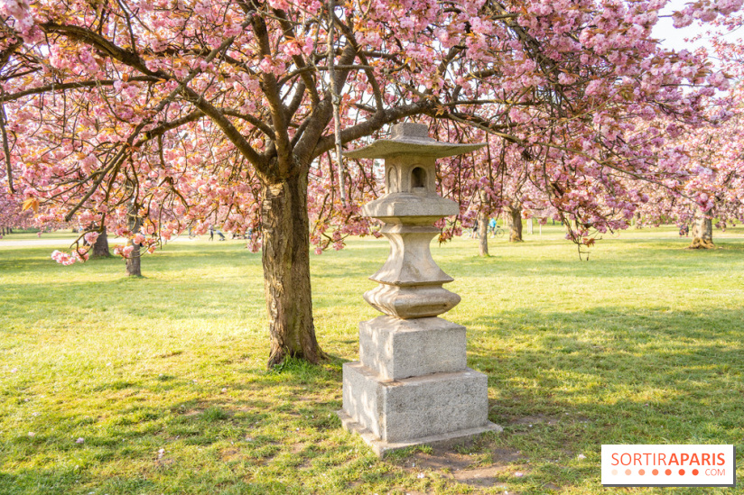 Le Parc de Sceaux et ses cerisiers en fleurs