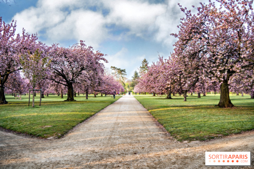 Le Parc de Sceaux et ses cerisiers en fleurs