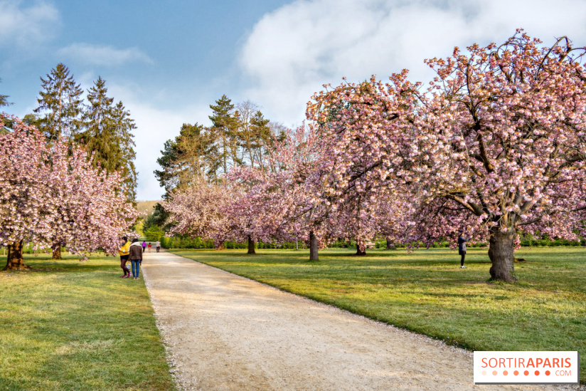 Le Parc de Sceaux et ses cerisiers en fleurs