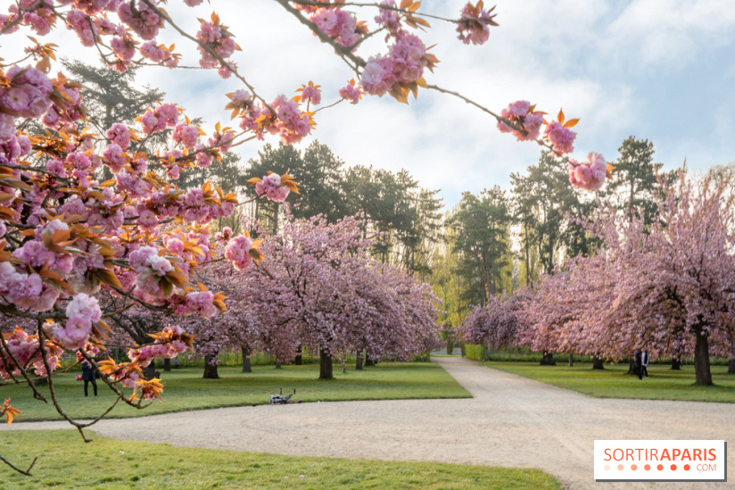 Le Parc de Sceaux et ses cerisiers en fleurs