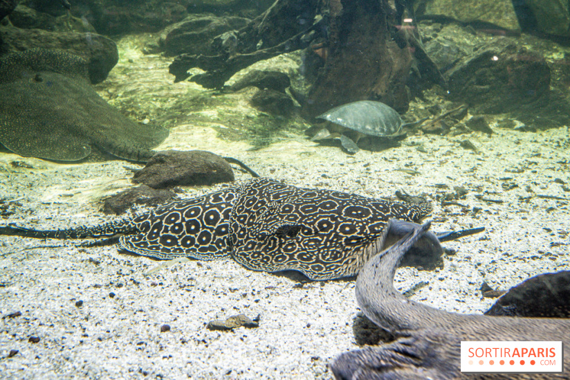 L'Aquarium Tropical de la Porte Dorée