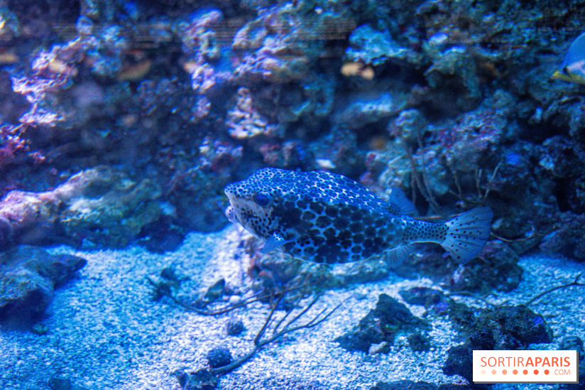 L'Aquarium Tropical de la Porte Dorée