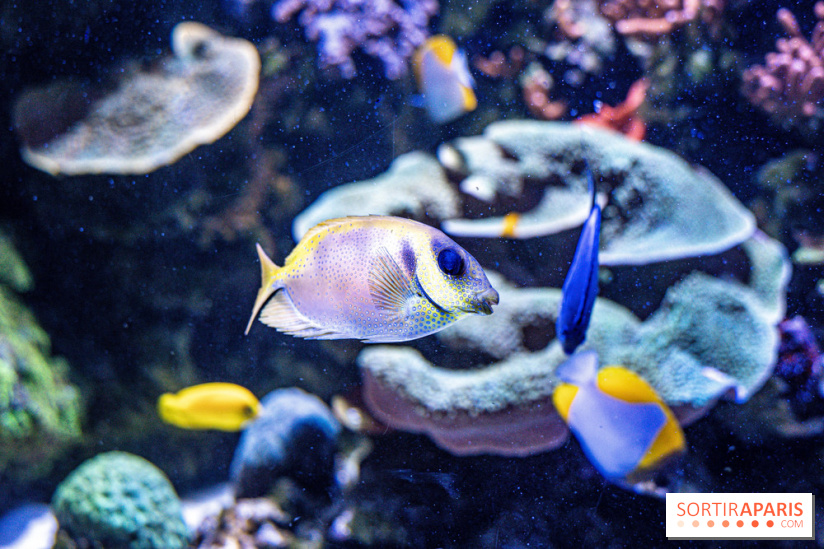 L'Aquarium Tropical de la Porte Dorée rénové