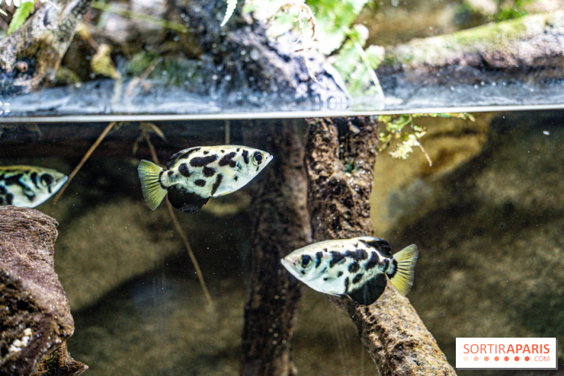 L'Aquarium Tropical de la Porte Dorée