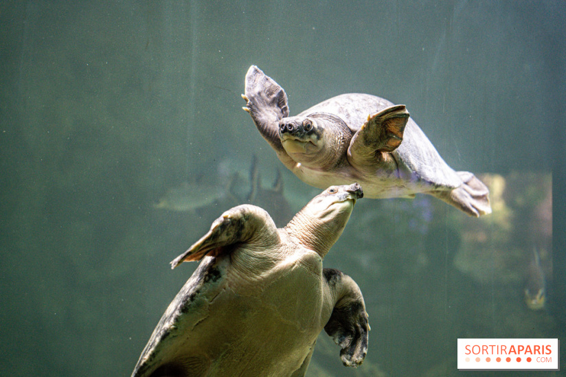 L'Aquarium Tropical de la Porte Dorée