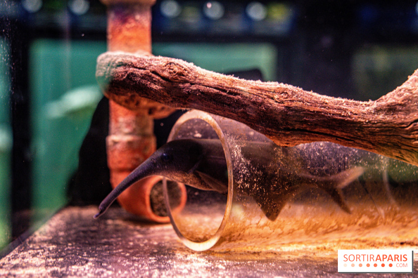 L'Aquarium Tropical de la Porte Dorée