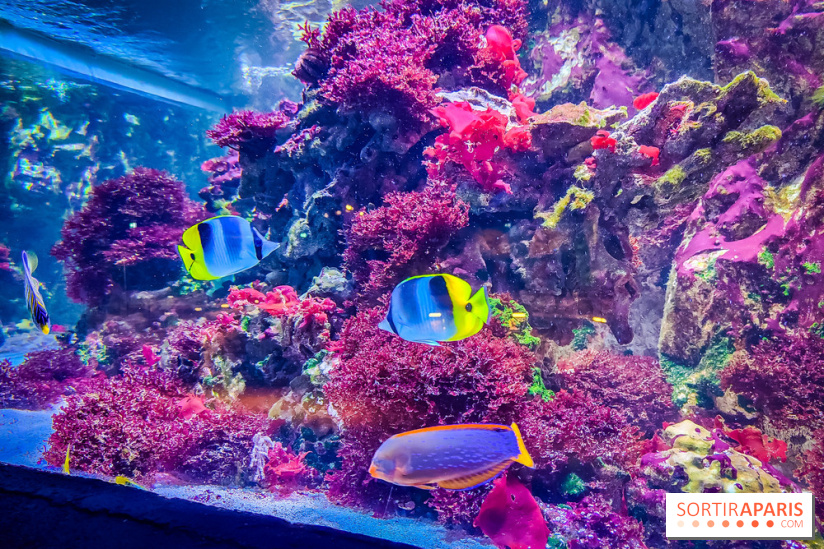 L'Aquarium Tropical de la Porte Dorée