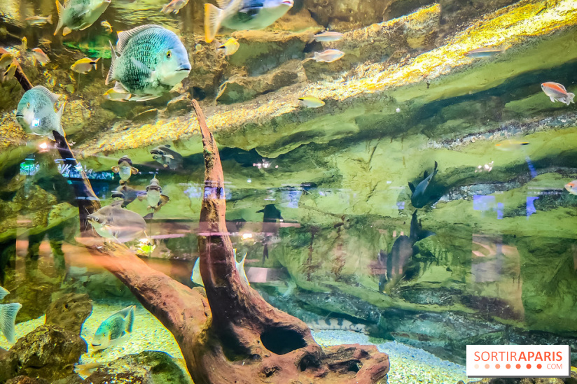 L'Aquarium Tropical de la Porte Dorée