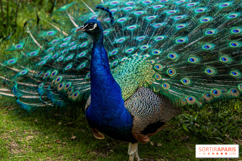 Le Parc de Bagatelle