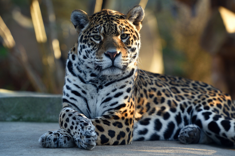 Nocturnes du Parc Zoologique de Paris