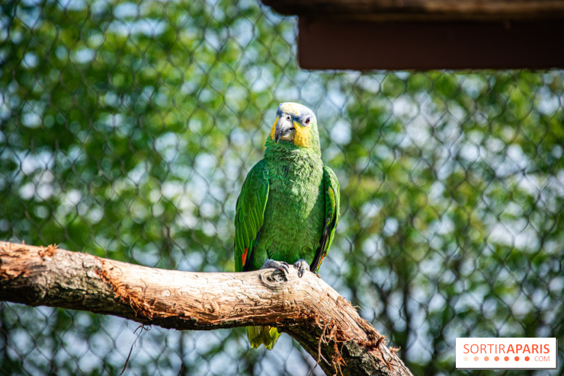 Parrot World, le parc animalier immersif d'Île-de-France