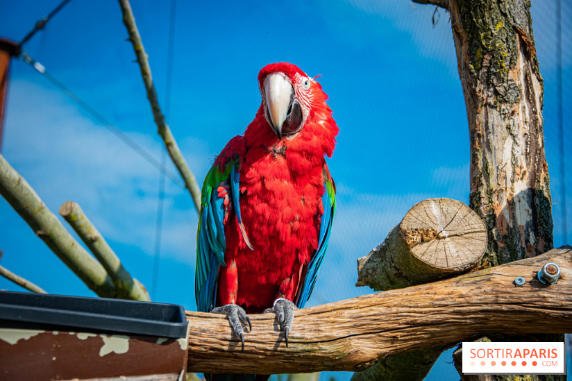 Parrot World, le parc animalier immersif d'Île-de-France
