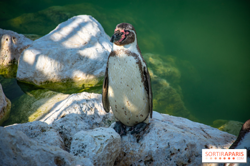 Parrot World, le parc animalier immersif d'Île-de-France