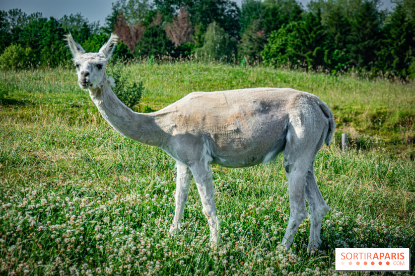 Parrot World, le parc animalier immersif d'Île-de-France