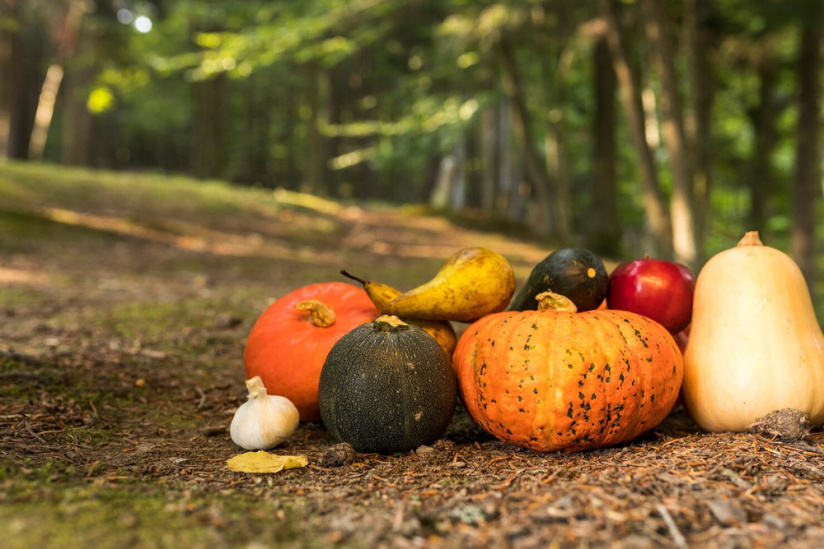 Fête des potagers d'hier et d'aujourd'hui au Domaine de Méréville (91)