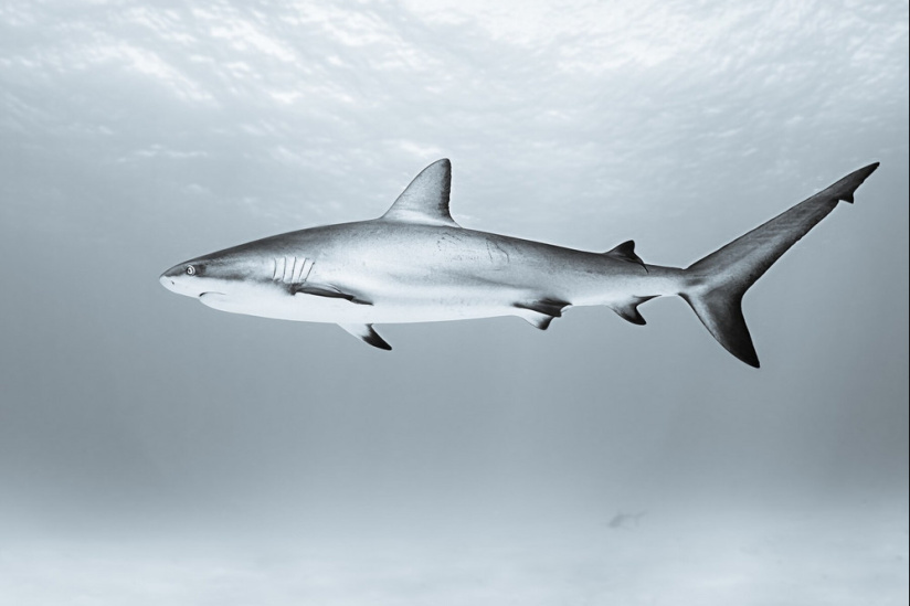 Sous la Seine 2 : une suite prévue sur Netflix pour le film de requins français