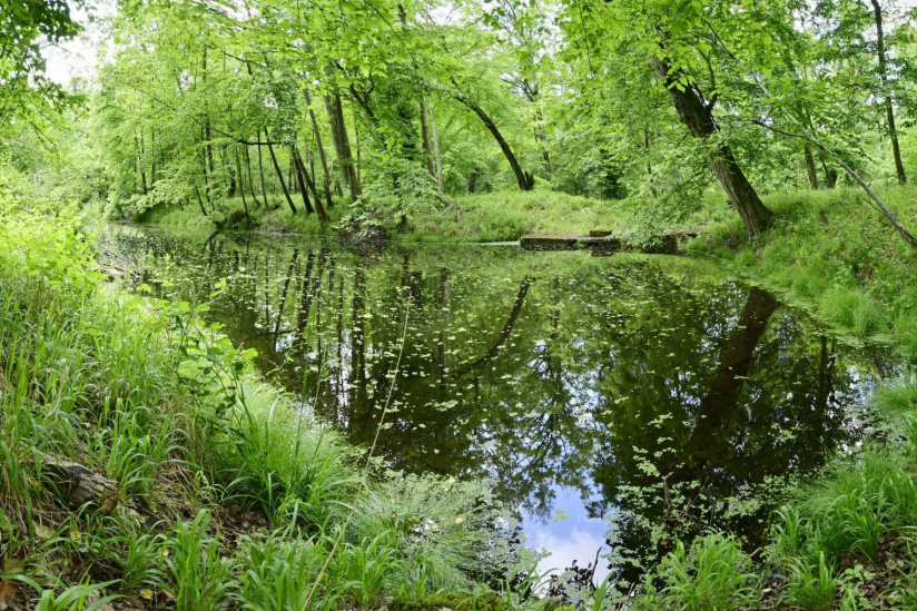 Animations et balades gratuites pour l'inauguration de ce domaine forestier