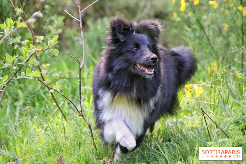 Deux boutiques éphémères Royal Canin dédiées aux chiens et aux chats ont ouvert à Paris