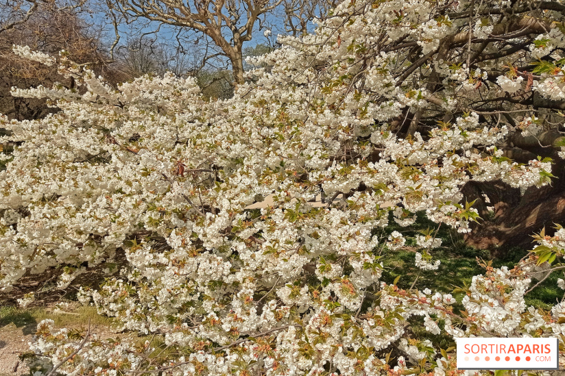 La Fête des sens s'invite au Jardin des Plantes