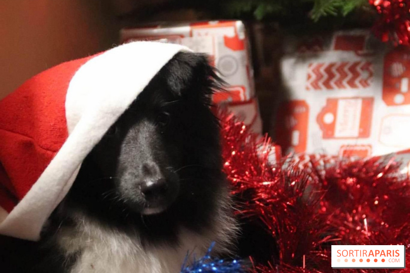 Christmas Show, la soirée caritative pour les refuges canins au Théâtre du Gymnase Marie Bell