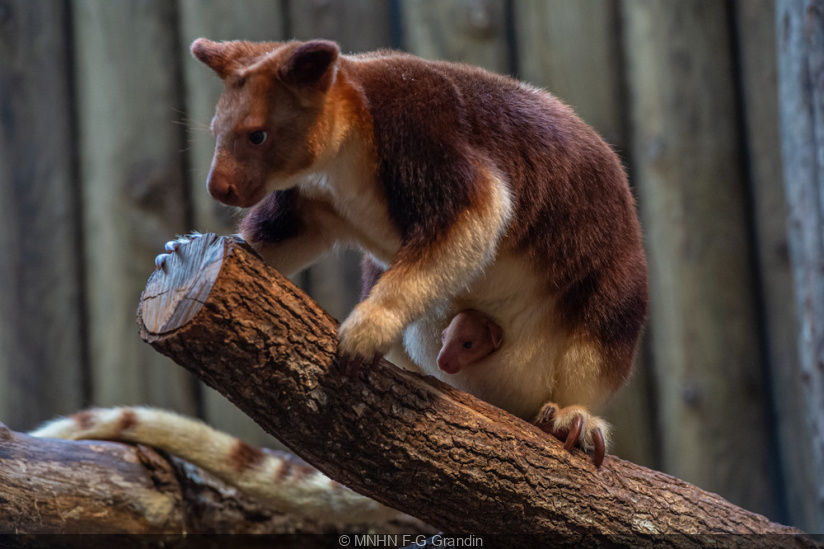 A small tree kangaroo is born at the Menagerie of the Jardin des Plantes -  