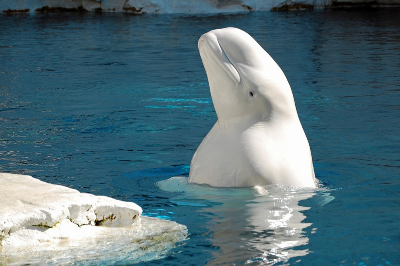 Morre beluga encalhada no rio Sena, próximo a Paris