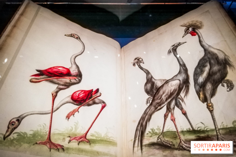 Les animaux du Roi, une exposition qui a du chien au Château de Versailles - nos photos