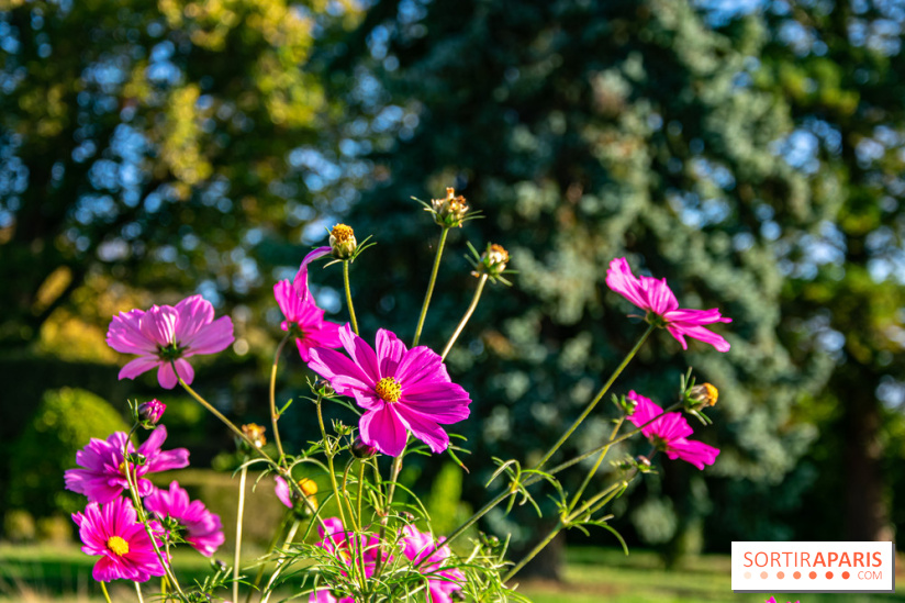 fleurs nature visuels actualités