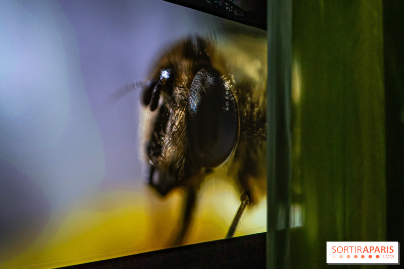 Photos : Odyssée sensorielle, l’expo immersive au Museum 
