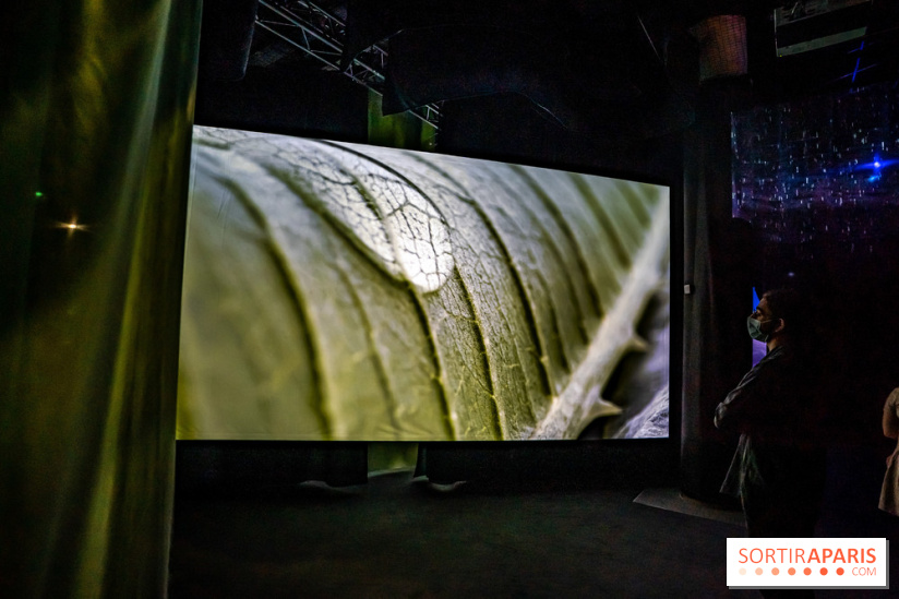 Photos : Odyssée sensorielle, l’expo immersive au Museum 
