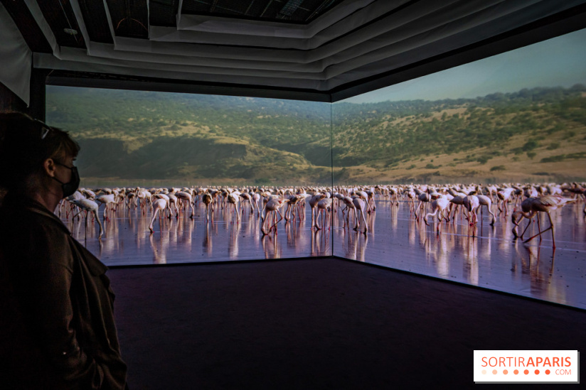 Photos : Odyssée sensorielle, l’expo immersive au Museum 