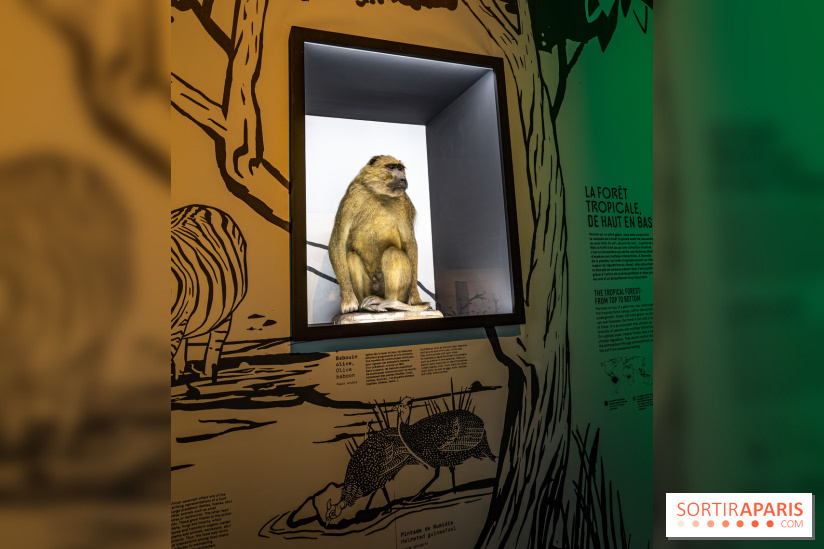 Photos : Odyssée sensorielle, l’expo immersive au Museum 