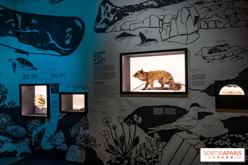 Photos : Odyssée sensorielle, l’expo immersive au Museum 